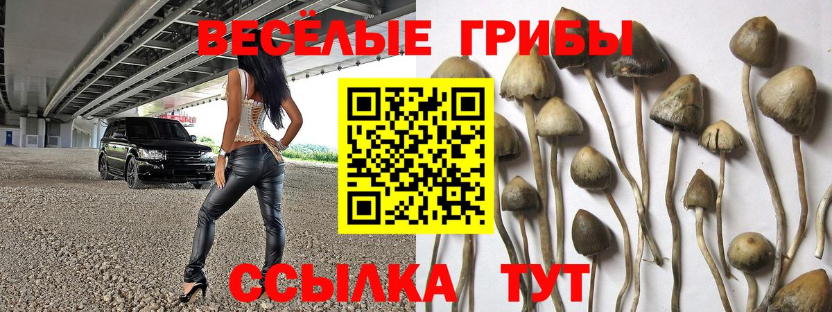 Галлюциногенные грибы ЛСД  где найти   Калининград  Вход с VPN  Галлюциногенные грибы мицелий 